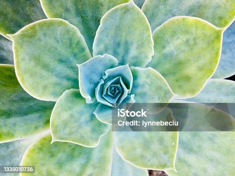 istock Echeveria Succulent Closeup 1335010736