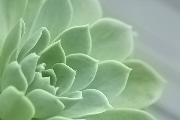 Echeveria succulent plant stock photo