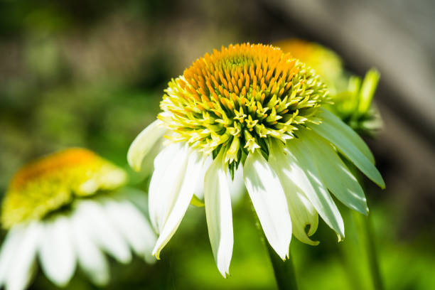 Echinacea "Coconut lime" flower blooming in the garden stock photo