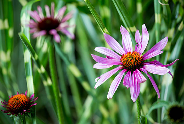 Closeup of purple Echinacea flower