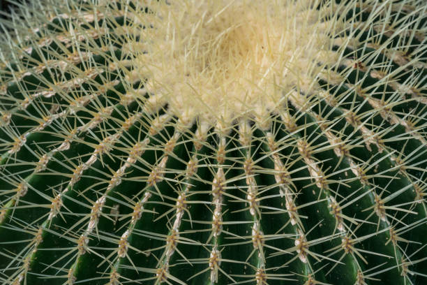 Echinocactus grusonii, Cactaceae, Golden barrel Cactus. stock photo