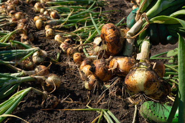 Eco onion harvest in kitchen garden, onion banner stock photo