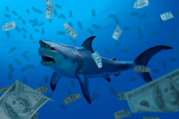 583 Shark Money Stock Photos, Pictures & Royalty-Free Images - iStock
