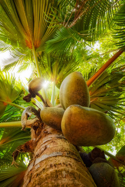 geschwollenen arten kokosnuss namens "coco de mer" (lodoicea, meer kokosnuss, lodoicea maldivica) eine tropische palme im naturschutzgebiet vallee de mai, seychellen, praslin - praslin fotos stock-fotos und bilder