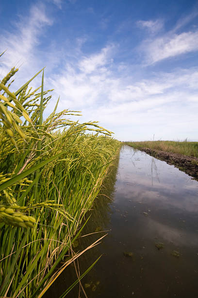 Edge of Rice Paddy Showing Irrigation Water stock photo