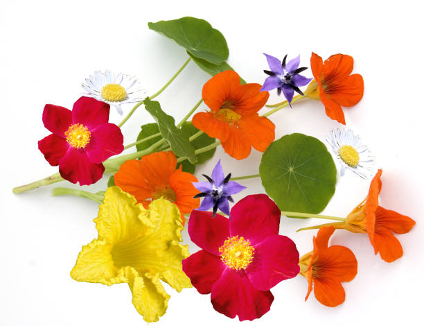 edible; blossom; eat; flower stock photo