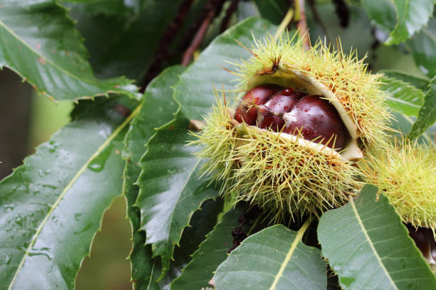 Edible chestnut fruits on the chestnut tree close up Edible chestnuts with spiked shells and leafs on the chestnut tree in the autumn  after rain close up chestnut food stock pictures, royalty-free photos & images