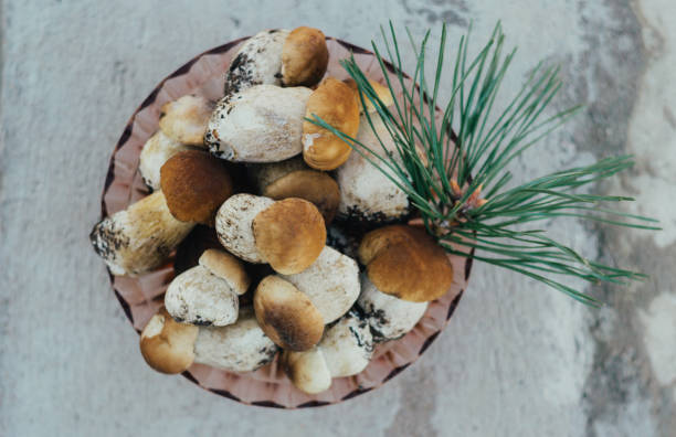 Edible delicious mushroom boletus edulis in a bowl on a gray background. Beautiful mushroom penny bun, ceps. stock photo