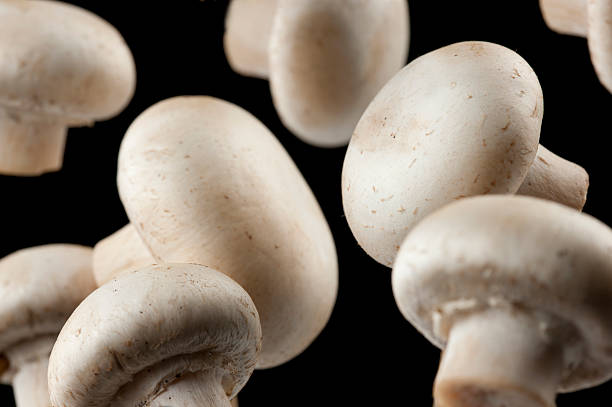 edible champignons - champignon et en studio et fond noir photos et images de collection