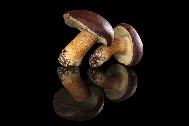 edible mushroooms isolé. - champignon et en studio et fond noir photos et images de collection