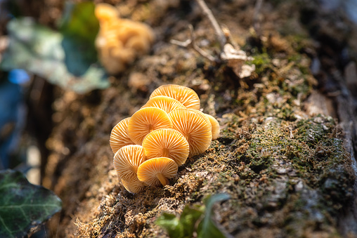 Edible winter mushrooms flammulina velutipes growing on the dead tree trunk, natural outdoor seasonal background in sunlight