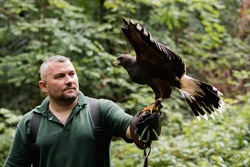 Point of view shot of a man doing an educational display with a harris hawk.