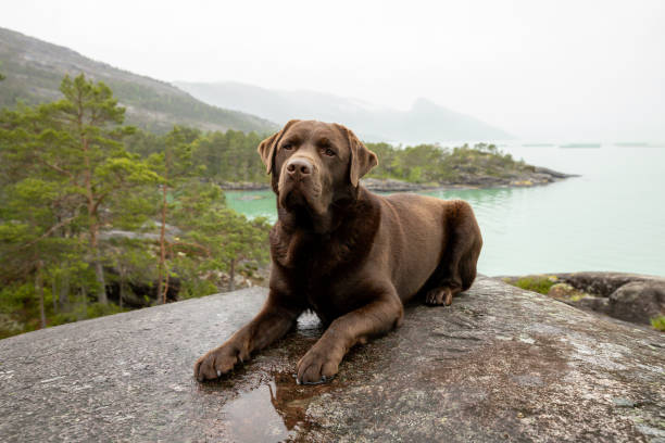 Een hond geniet van uitzicht bij een idyllisch stukje natuur in Noorwegen aan een heldere fjord stock photo