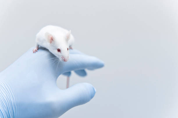 Eexperimental white mouse on the researcher's hand Researcher grabs the tail of experimental mouse in the pharmaceutical laboratory, Researcher grabs the tail of experimental mouse in the pharmaceutical laboratory, Eexperimental white mouse on the researcher's handEexperimental white mouse on the researcher's hand mouse animal photos stock pictures, royalty-free photos & images