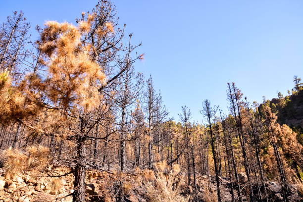 Effects of the Fire in a Forest stock photo