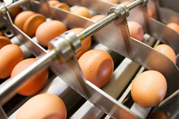 Egg factory...production line with fresh eggs stock photo