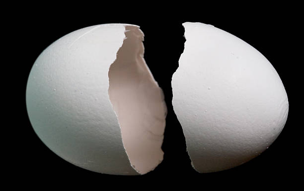 Egg shell, two parts stock photo