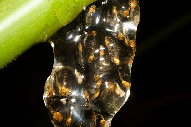 Best Tree Frog Eggs Stock Photos, Pictures & Royalty