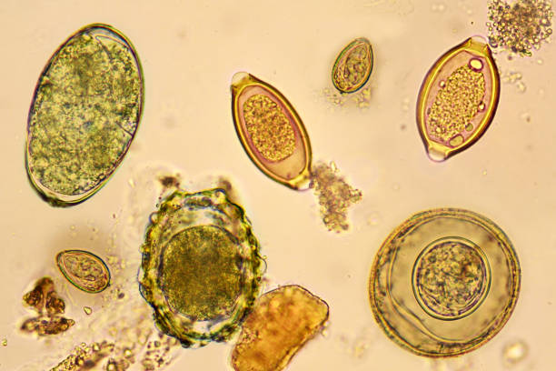 Eggs of helminthes Eggs of helminthes in stool, analyze by microscope parasitic stock pictures, royalty-free photos & images