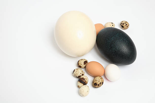 Eggs stock photo