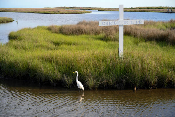 Egret and Christian Cross Egret stands in shallow water near a Christian cross on Tangier Island, Virginia. Letters on the cross: CHRIST IS LIFE. The island has a population of 430 people, two churches and no bars. The island is sinking due to climate change and is expected to be uninhabitable within the next 50 years. tangier island stock pictures, royalty-free photos & images
