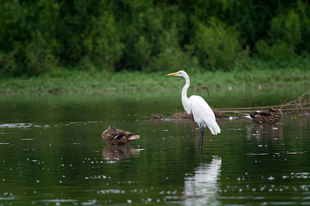 Egret and two mallards stock photo