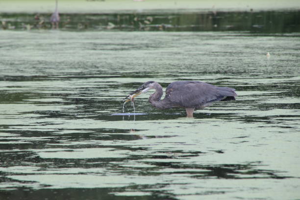 Egret catching fish stock photo