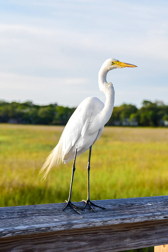 An egret stands on a boardwalk looking out at the marsh