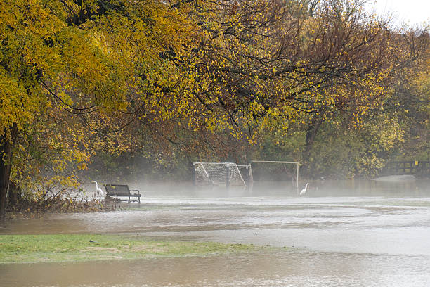 Egrets enjoy flooded Colleyville park Dallas Texas suburb Egrets enjoy the freshly flooded lawn after Little Bear Creek overflowed its banks and flooded Sparger Park pushing leaves, branches and debris over soccer goal nets in the suburb of Colleyville, Dallas Texas after two days and nights of heavy November rains. colleyville stock pictures, royalty-free photos & images