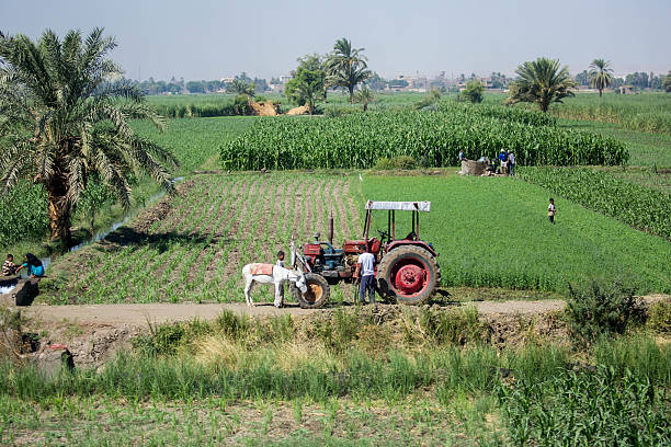 Egypt: Farm stock photo