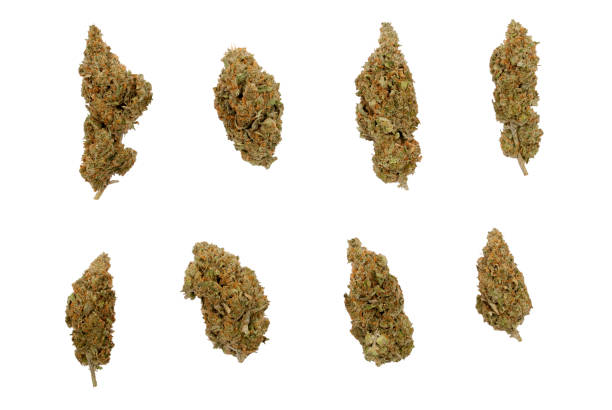 eight different shaped Cannabis sativa flower buds stock photo