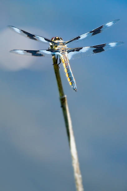 Eight-Spotted Skimmer (Libellula forensis) stock photo