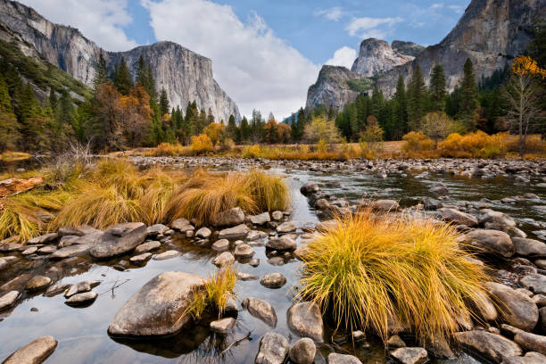 El Capitan and the Merced River in the Fall Grasses and Oak Trees growing along the Merced River display their fall colors beneath the towering monolith of El Capitan in Yosemite National Park, California, USA. jeff goulden rock formation stock pictures, royalty-free photos & images