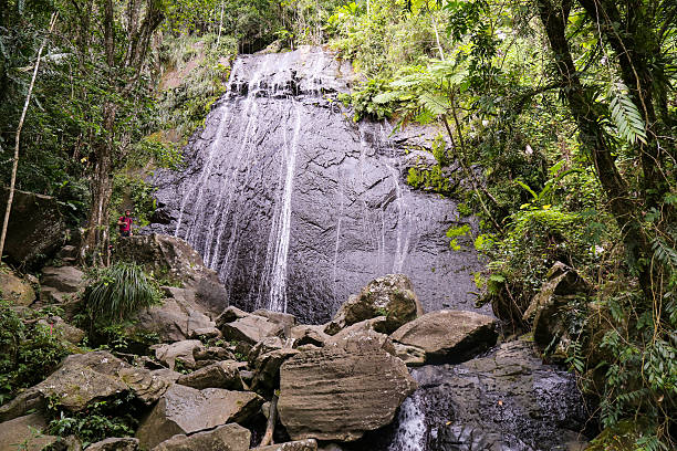 El Yunque, Rain Forest, Puerto Rico stock photo