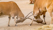 Elands are fighting