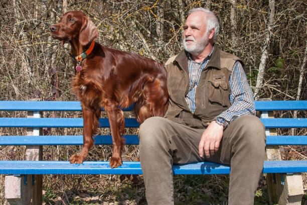 Elderly man with his Irish Setter dog sitting together on a blue wooden bench. stock photo