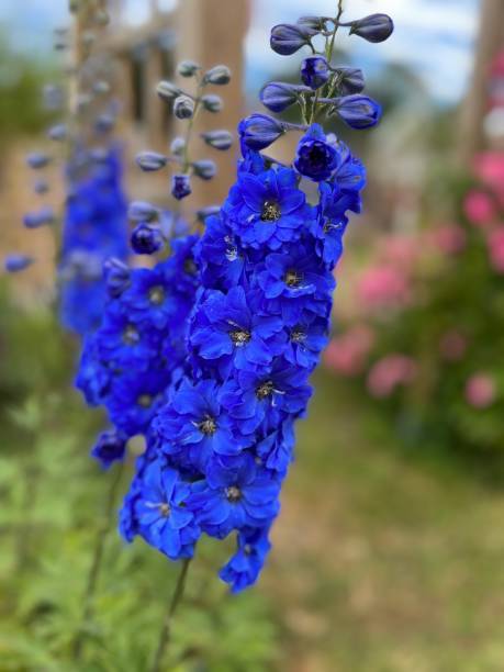 Electric blue Delphinium in the garden. stock photo
