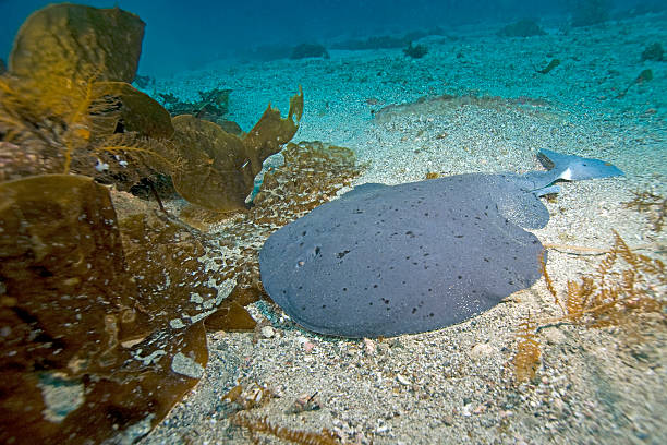 Electric Torpedo Ray on ocean floor stock photo