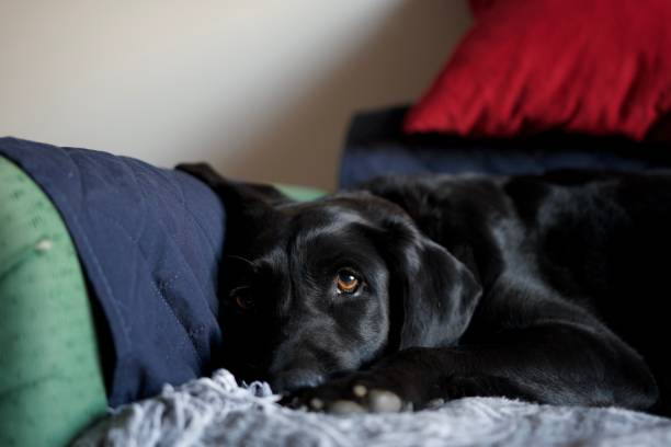 Elegant black labrador lying on a sofa Beautiful black labrador retriever dog lying comfortably on a couch. His look is deep and moving. france allemagne foot stock pictures, royalty-free photos & images