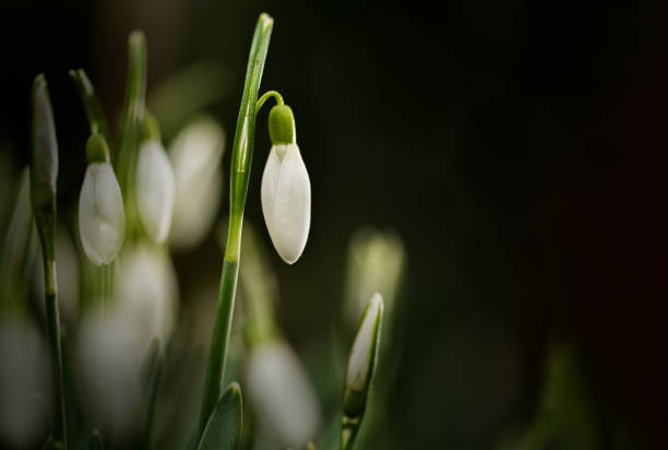 Elegant closed snowdrop flower stock photo