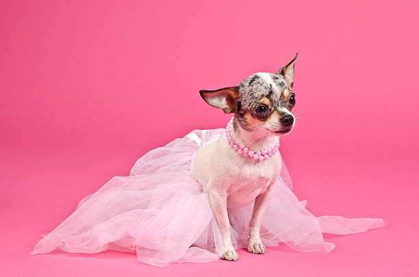 Elegant dog wearing fluffy dress and neckwear stock photo