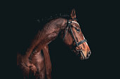 istock Elegant horse portrait on black backround. Horse on dark backround. 1361130411