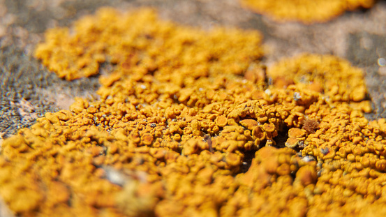 Elegant sunburst lichen macro scene