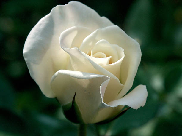 Elegant White Rose stock photo