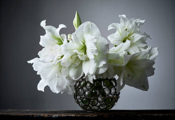 fleurs d’hiver élégant dans un vase en verre rond - amaryllis photos et images de collection
