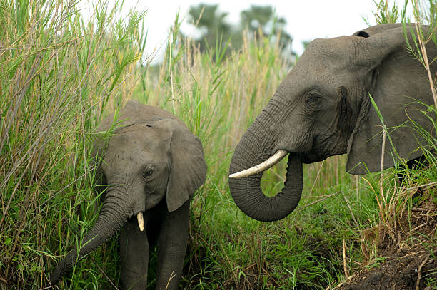 Elephant and baby stock photo