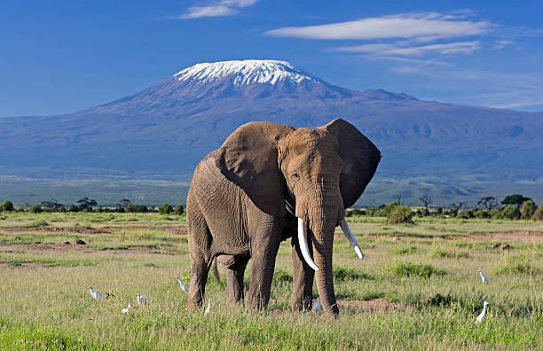 Elephant and Kilimanjaro stock photo