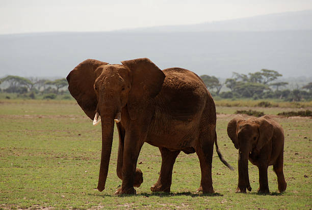 Elephant at Amboseli stock photo