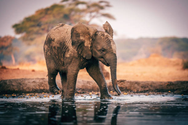 Elephant baby at the waterhole, Senyati Safari Camp, Botswana stock photo