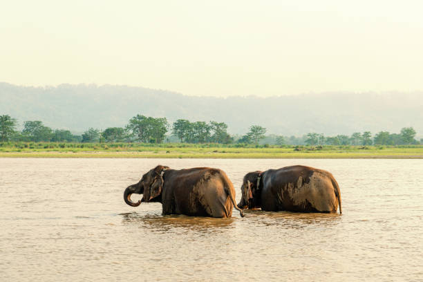 Elephant bathing in Chitwan national park, Nepal Two elephants bathing in the Gandak river at sunset in Chitwan national park, Nepal chitwan stock pictures, royalty-free photos & images